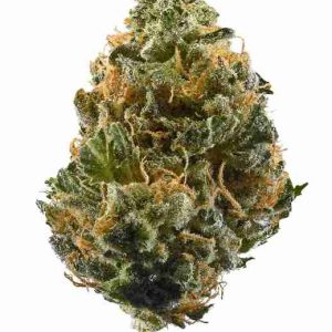 Citrus Tsunami Hybrid Strain Madrid
