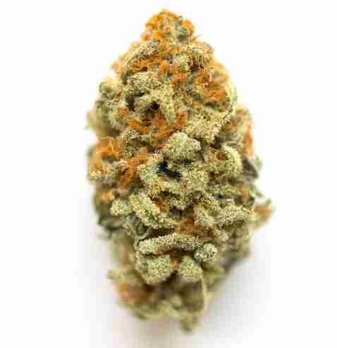 GMO Cookies Cannabis Flower Sevilla