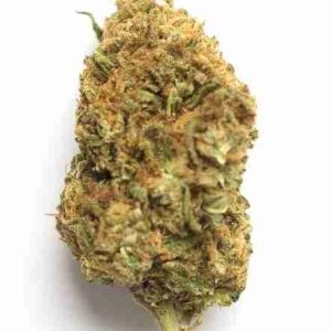 Green Dragon Marijuana Strain Oslo