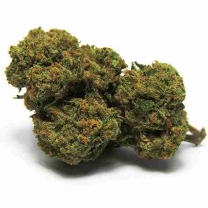 Harlequin Sativa Weed Strain Madrid