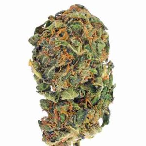 Mango OG Kush Cannabis Strain Barcelona