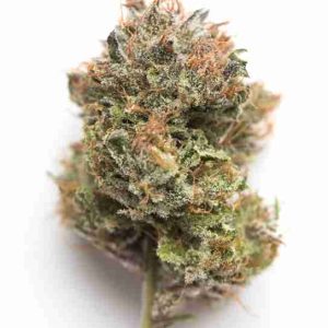 Obama Kush Cannabis Strain Milan