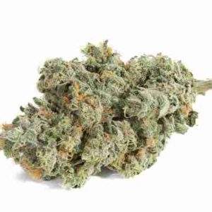 Original Glue Hybrid Weed Strain Amsterdam